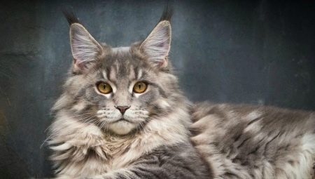 Metis Maine Coon: features, varieties and recommendations for the content