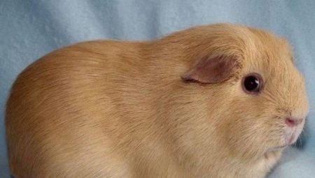 Guinea pigs breed self: characteristics and features of care