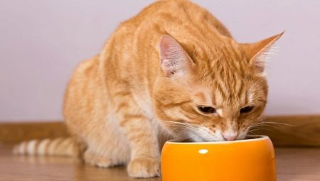 Är det möjligt att mata en katt med torr och våt mat samtidigt?