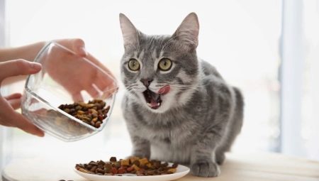 האם אפשר להאכיל את החתול רק מזון יבש וכיצד לעשות זאת?