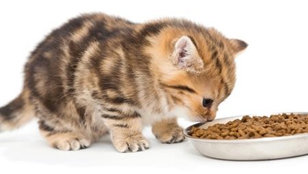 ¿Es posible alimentar a un gatito solo con comida seca o solo comida húmeda?