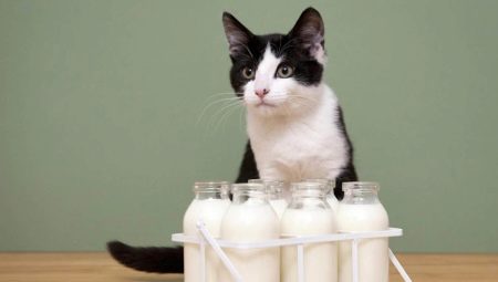 Lehetséges-e a tej macskák és milyen korlátozások?