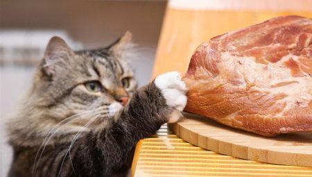 Is het mogelijk om een ​​kat te voeren met rauw vlees en wat zijn de beperkingen?