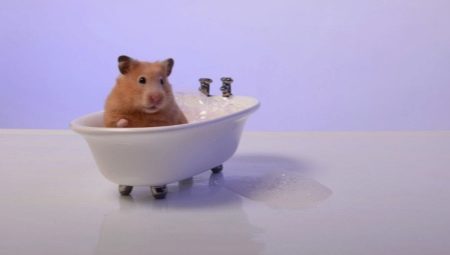 Onko mahdollista uida hamstereita ja miten tehdä se oikein?