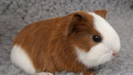 Is it possible to bathe guinea pigs and how to do it correctly?