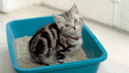 Literele pentru pisici: soiuri și subtilități de utilizare