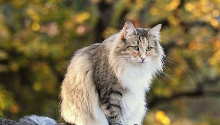 Norwegian Forest Cat: kuvaus, ylläpito ja jalostus