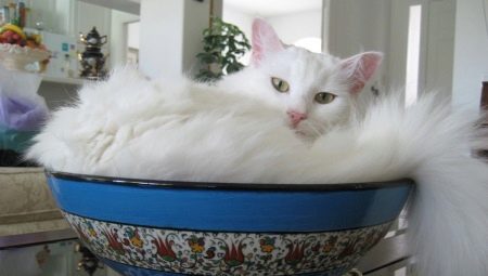 A török ​​angóra fajta fehér macskáinak áttekintése
