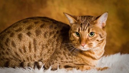 Ocicat: وصف سلالة القطط والرعاية