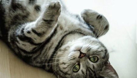 A brit macska Whiskas színe: színes jellegzetességek és finomságok
