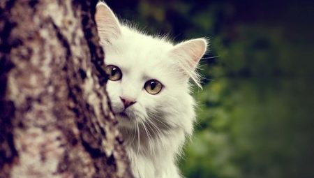 Beskrivning av Angora katter, deras egenskaper för att hålla och mata