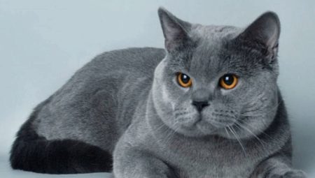 คำอธิบายของแมวอังกฤษสีน้ำเงินและรายละเอียดปลีกย่อยของเนื้อหา