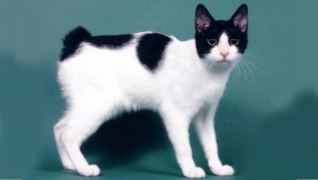Descrição, personagem, alimentação e reprodução de gatos Bobtail japonês