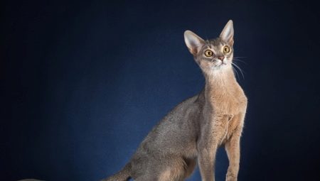 Beskrivelse og indhold af Abyssinian katte blå farve
