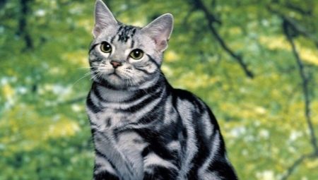 Az amerikai macskafajták leírása és tartalma