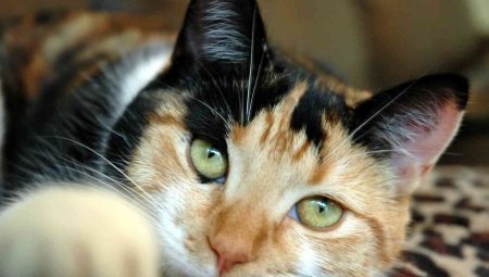 Beskrivning raser och innehåll tricolor katter