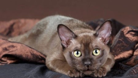 Descrizione delle razze di gatti di cioccolato e il loro contenuto