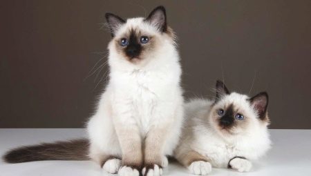 Description of the breed and nature of Burmese cats