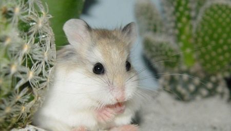 Hamster kızları için orijinal ve güzel isimler