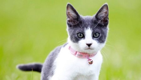Nyakörvek macskák számára: típusok, választások és jellemzők