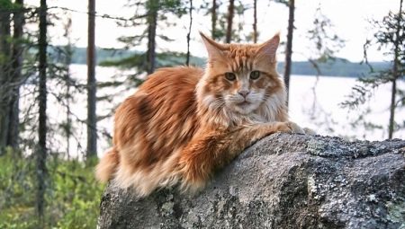 Main colors of Maine Coon
