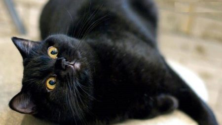 Features, character and content of British cats black color