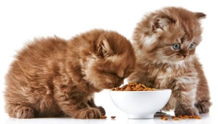 Functies en beoordeling van super premium voer voor kittens