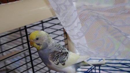 Características mudando papagaios ondulados
