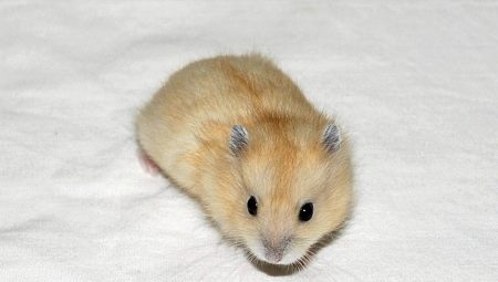 Djungar hamsterlerinin üreme özellikleri