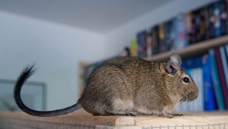 Peculiarities of degu content at home