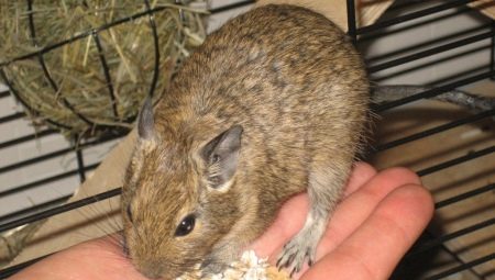 Features of cell selection for degus