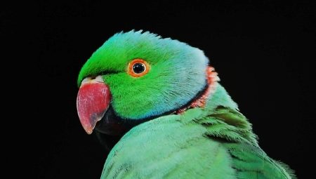 Nyaklánc papagájok: fajok, karbantartás és tenyésztés