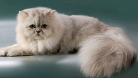 Persian chinchilla: description of the breed and character of cats