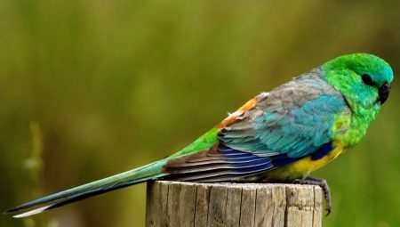 Singing parrots: description, rules of keeping and breeding