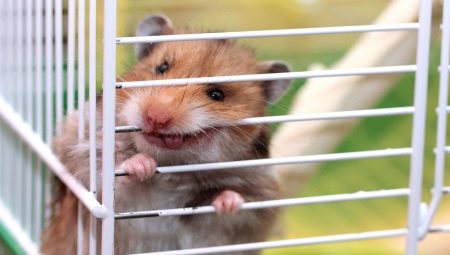 Why does a hamster gnaw a cage and how to wean it?