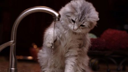 Miksi kissat pelkäävät vettä?