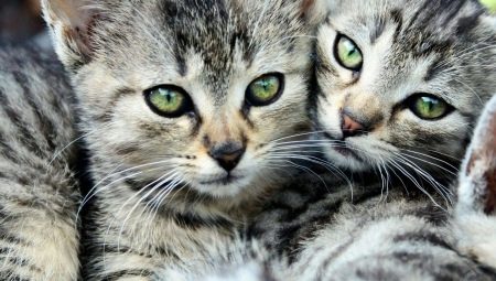 Gestreepte katten: kenmerken, rassen, selectie en verzorging