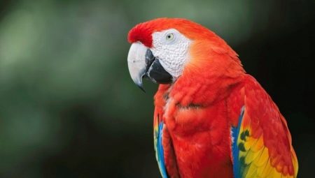 Parrot ara: faj, tartási és tenyésztési szabályok
