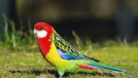 Rosella papagáj: leírás, típusok, tartalmi szabályok