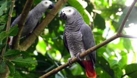 Jacquot parrot: description of species, peculiarities of content, rules of choice