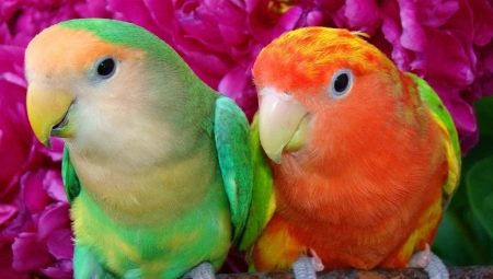 Popular types and features of the content of parrots