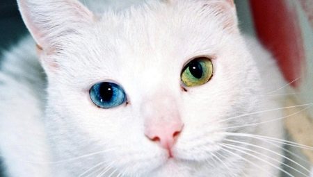 Breeds of cats with eyes of different colors and their particular health