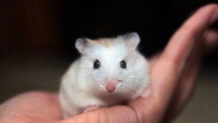 Pienet hamsterit ja niiden hoidon ominaisuudet