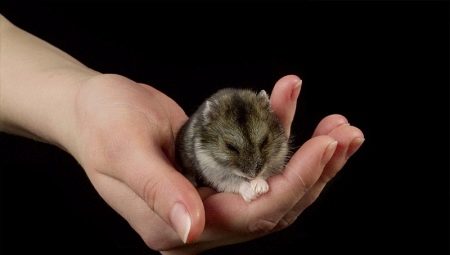 Rules for keeping dzhungar hamster at home