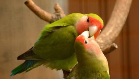 Rules of keeping parrot lovebirds