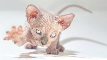 A szfinx macskák várható élettartama és annak kiterjesztése