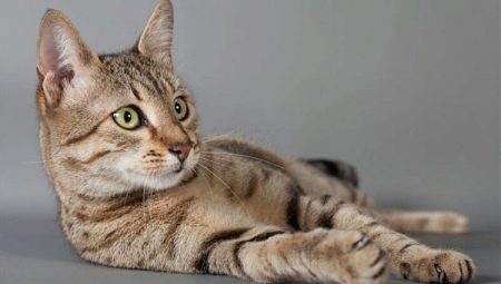 Az egyiptomi mau macskák eredete, leírása és tartalma