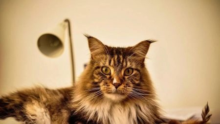 Maine Coon maten