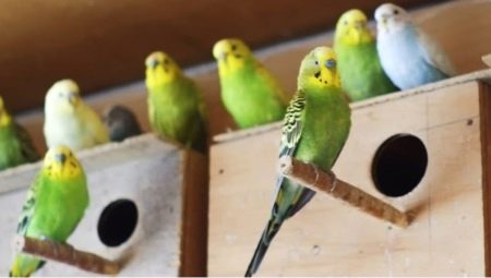 Cách nuôi chim vẹt sinh sản trong môi trường nuôi nhốt tốt nhất - Thú cảnh