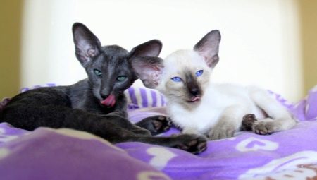 Variety of Oriental Cats Colors